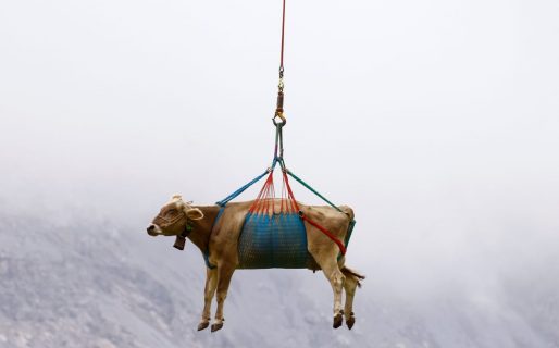 Rescate en helicóptero de una docena de vacas heridas en los Alpes suizos