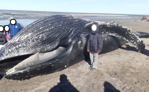 La Dirección de Fauna advierte sobre el riesgo de tocar a la ballena encontrada sin vida