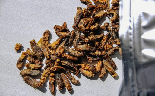 Los insectos son la nueva proteína aprobada para consumo en Portugal
