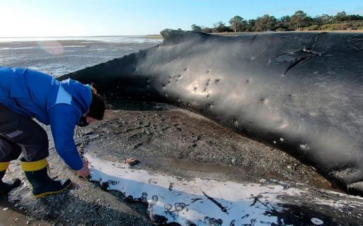 Otra ballena apareció varada en la costa y hay alerta por el aumento de casos: ya son cinco en agosto