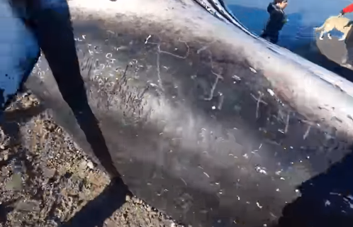 También habrían rayado al cadáver de la ballena
