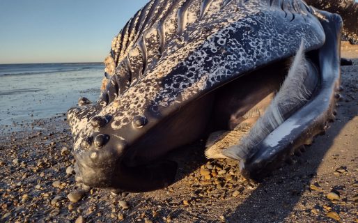 Hallaron un ejemplar de ballena muerto en playas de Kilómetro 8