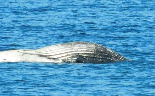 Aparece una ballena muerta en Kilómetro 8