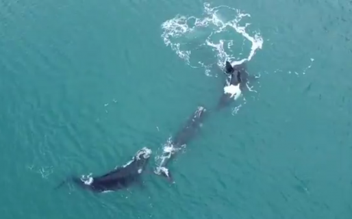 Hermosa imagen aérea de ballenas en la costa de Kilómetro 5