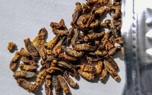 Polémica: incluirán insectos en las dietas de sus habitantes