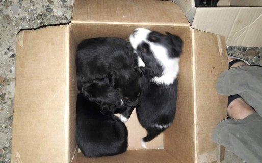 Una bombera encontró a siete cachorritos abandonados: buscan familias para los perritos