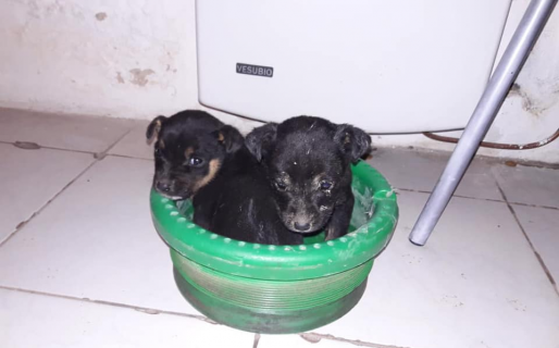 Tiraron cuatro cachorritos al campo para que mueran pero una joven los rescató