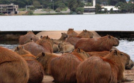La desopilante cumbia de los carpinchos de Nordelta