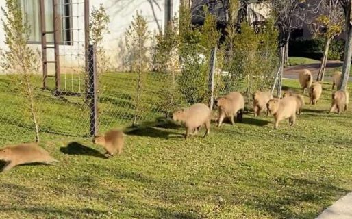 Desde Nordelta afirman que no piden erradicar a los carpinchos: “Los amamos, convivimos en paz hace 10 años”