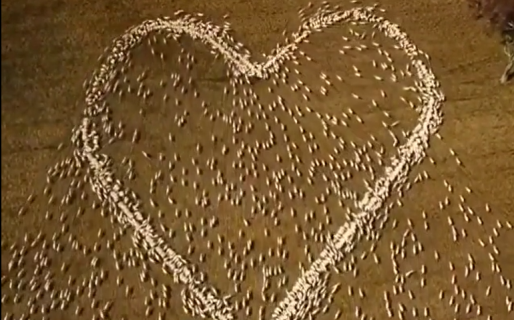 VIDEO: Le dedicó un corazón hecho con ovejas a su tía fallecida