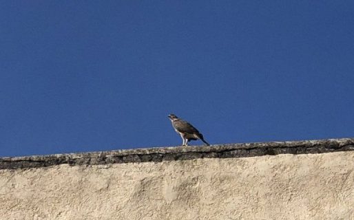 Tras la polémica por los carpinchos, ahora aparecieron los gavilanes en La Plata