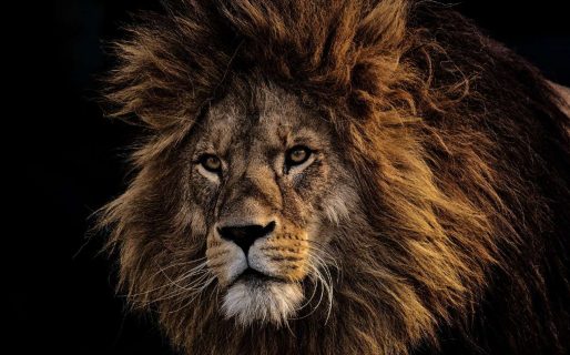 Hoy se celebra el Día Mundial del León: conocé los motivos