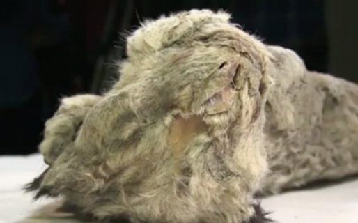 Hallaron un león de las cavernas congelado por 28.000 años