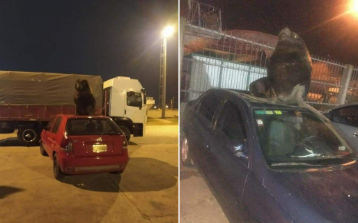Los lobos marinos ‘pisteros’ coparon los techos de los autos en Rawson