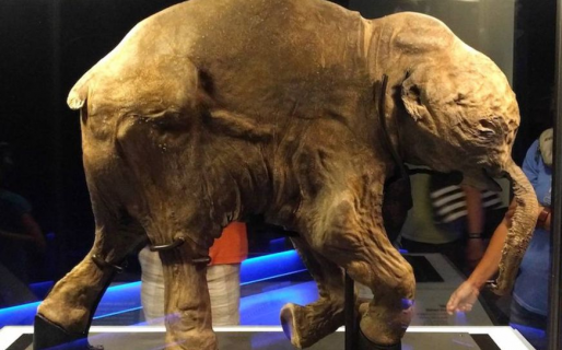 La triste historia de Lyuba, el mamut bebé “casi intacto” descubierto en Siberia