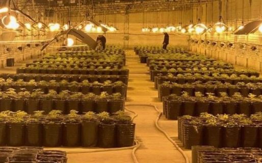 San Antonio de Areco: desbarataron el invernadero de marihuana más grande del país