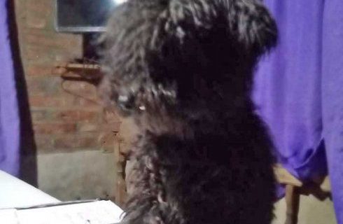 Un bombero mató a palazos a un caniche