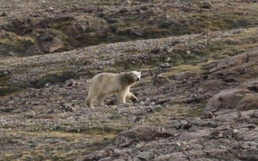 Un oso polar fue condenado a muerte por militares daneses al generar reiterados inconvenientes