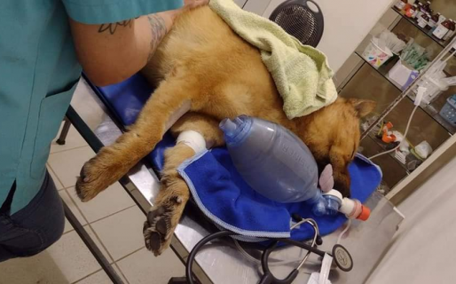 Juntan dinero para el tratamiento del perrito rescatado del mar