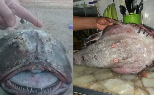 Un pescador halló un extraño pez con antena y colmillos la zona de Rocas Coloradas