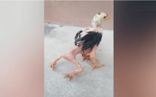 Nació un pollo con cuatro patas y hasta logró sobrevivir a pesar de su mutación