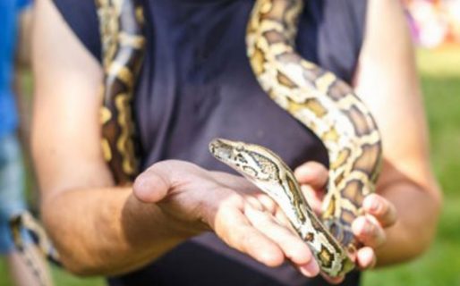 Inédito: fue atacado por una serpiente y la mató a mordiscones