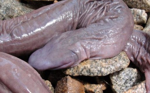 Hallan una “serpiente pene” por primera vez