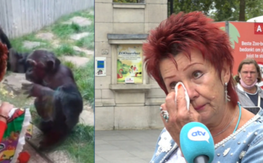 Zoológico le prohíbe el acceso a una mujer acusándola de tener un «romance» con un chimpancé