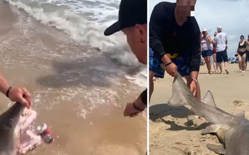 Se grabaron abriendo una cerveza con los dientes de un tiburón vivo