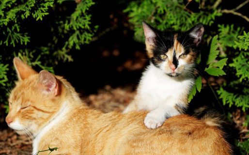 Increíble: para promover la adopción, un refugio de animales pone a las mascotas solitarias en Tinder