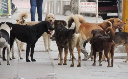 “Algunos concejales saben de la problemática de los perros sueltos, otros ni siquiera recorren los barrios»