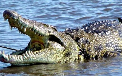 Un cocodrilo se comió un drone en pleno vuelo y casi se ahoga