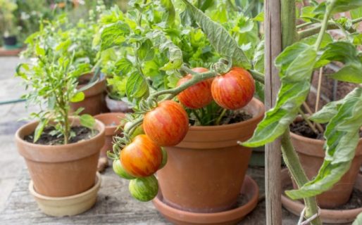 Rada Tilly fomenta la práctica de huertas domiciliarias