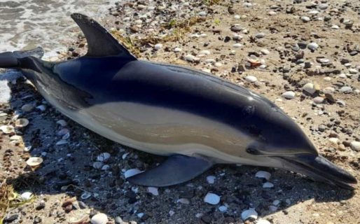 Aparecieron 15 delfines muertos en San Antonio Este