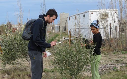 Relevan emprendimientos olivícolas en la ciudad