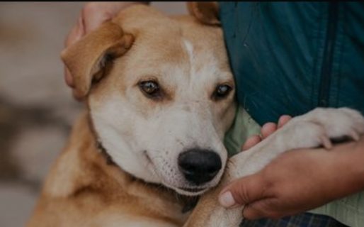 Nueva jornada de adopción de perros adultos