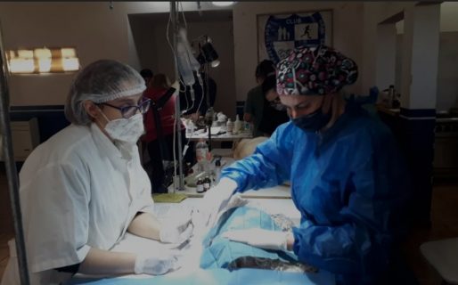 ALMA realizó el pasado fin de semana una campaña masiva con 187 castraciones