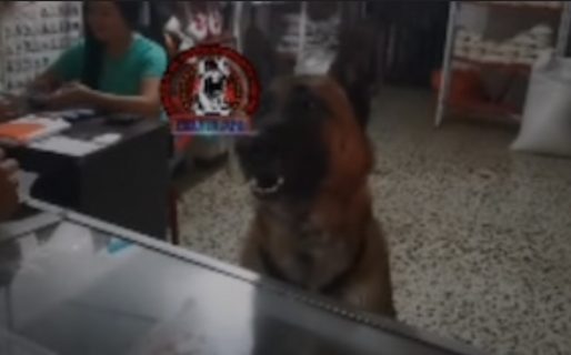Un perro atendió una veterinaria y se hizo viral