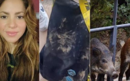 Shakira se enfrentó con dos jabalíes que le robaron el bolso