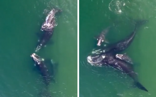 VIDEO: Captan a dos ballenas “abrazandose” en Puerto Madryn