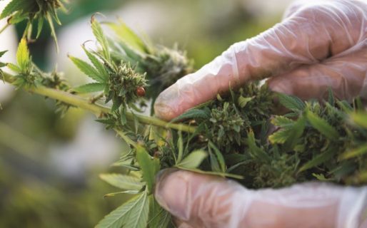 Cannabis: La osada aventura del Gobierno que busca un negocio de u$s 500 M al año
