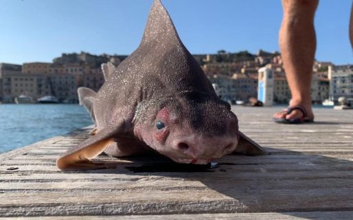 El extraño pez hallado en una isla de Italia con cuerpo de tiburón y cabeza de cerdo