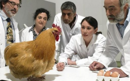 Los científicos que dicen haber descubierto “la fórmula matemática de la forma de los huevos” (y por qué es importante para la ciencia)