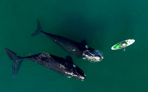 La historia detrás de las imágenes de las ballenas en Chubut que recorren el mundo