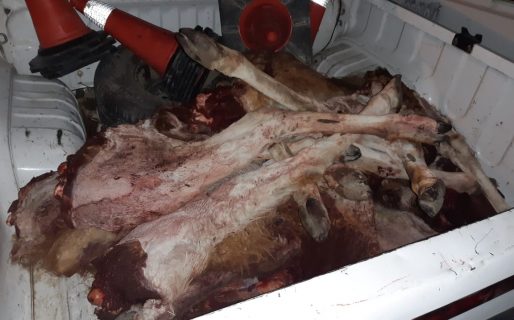 Decomisan carne de guanaco y secuestran un arma de fuego
