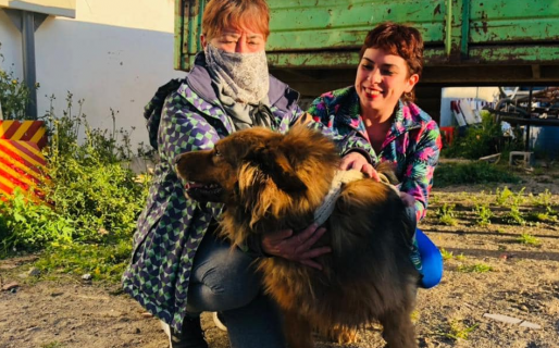 Adoptaron al último y ya no hay perros alojados en la perrera de Rada Tilly