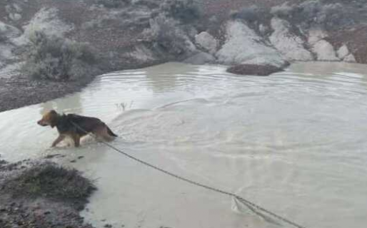 Crueldad extrema: abandonaron a un perro al lado de una laguna atándolo con una cadena al cuello