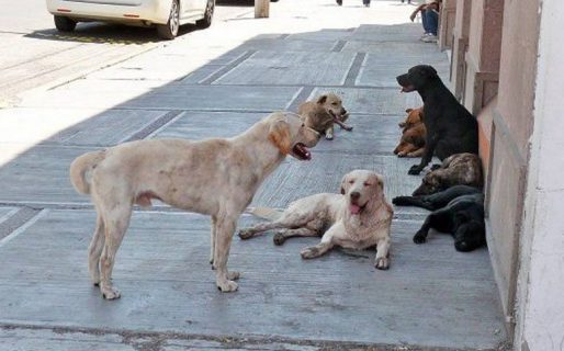 “Los concejales no escucharon lo que propusimos, nos llevaron para la foto y no hicieron nada”