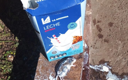«Hallaron» una rata dentro de una caja de leche y se armó un fuertísimo debate