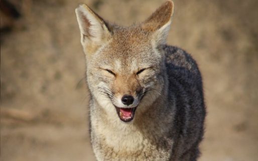 El zorro que sonrió para la foto